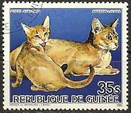 Abyssinian (Felis silvestris catus)