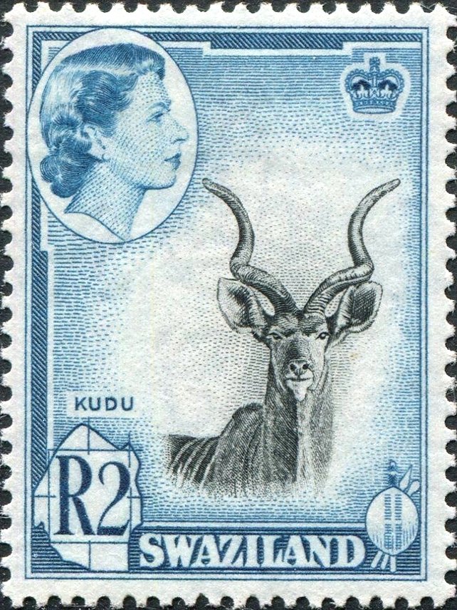 Greater Kudu (Tragelaphus strepsiceros)