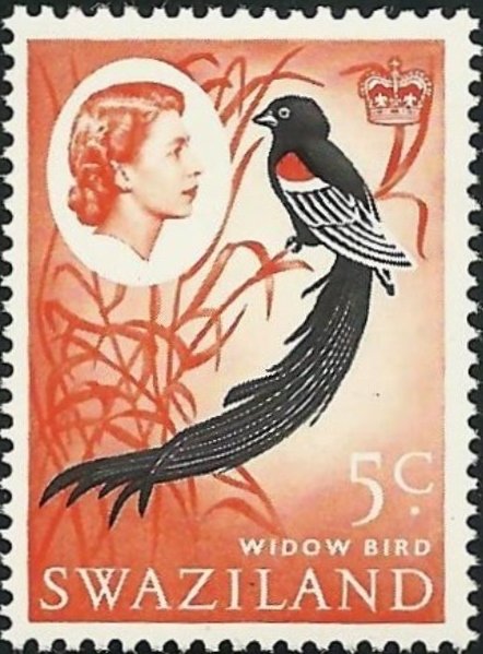 Long-tailed Widowbird (Euplectes progne)