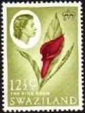 Stamp, Pink Arum Lily, Swaziland,  