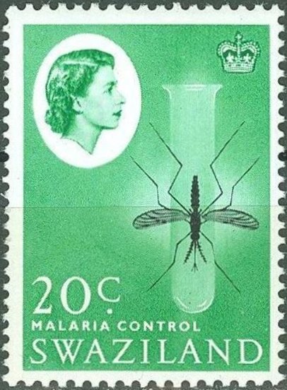 Anopheles Mosquito (Anopheles sp.)