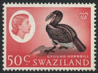 Southern Ground-hornbill (Bucorvus cafer) 