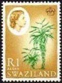 Aloes