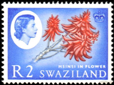 Msinsi, Flame Tree