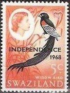 Long-tailed Widowbird (Euplectes progne)