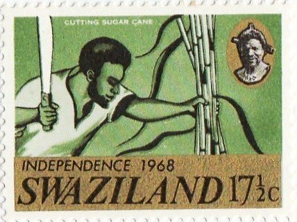 Worker cutting sugar cane