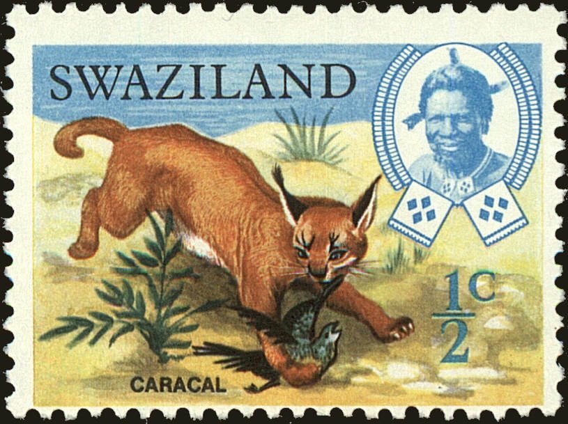 Caracal (Caracal caracal)