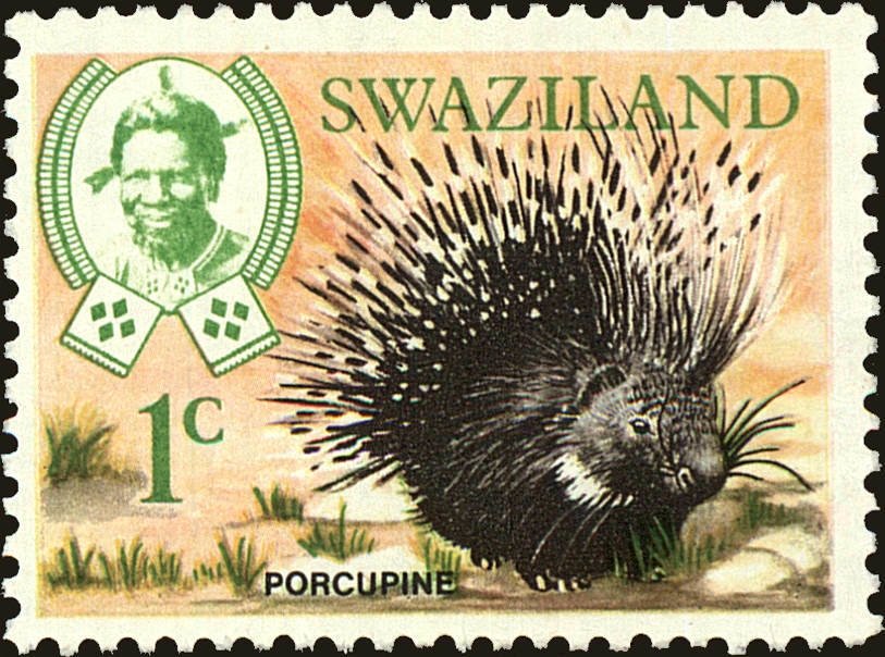 Cape Porcupine (Hystrix africaeaustralis)