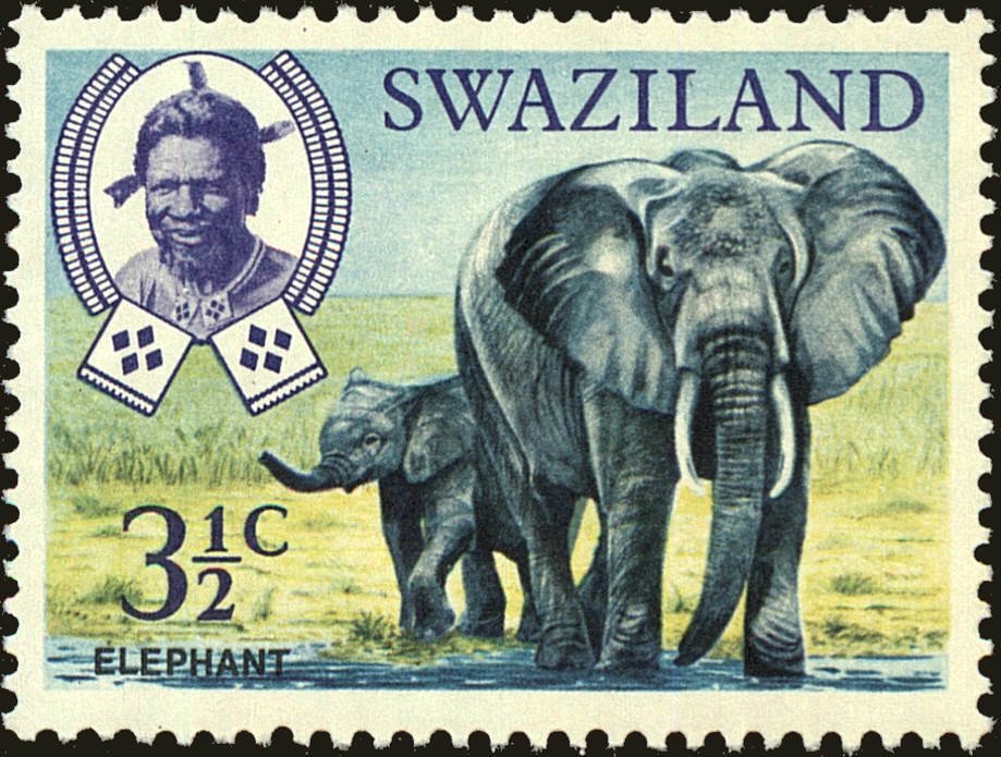 African Elephant (Loxodonta africana)