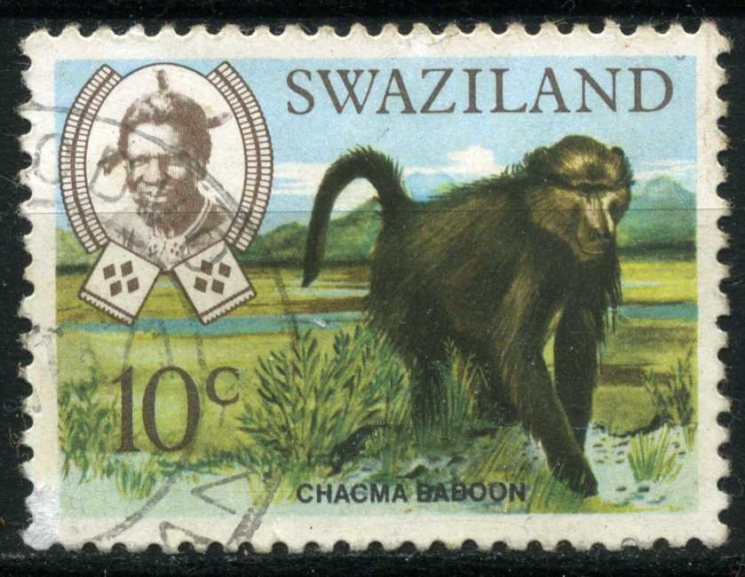 Chacma Baboon (Papio ursinus)