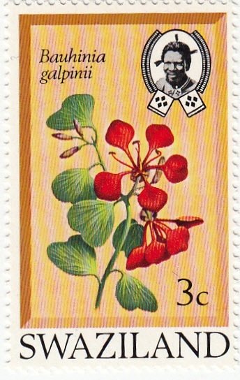 Bauhinia Galpinii
