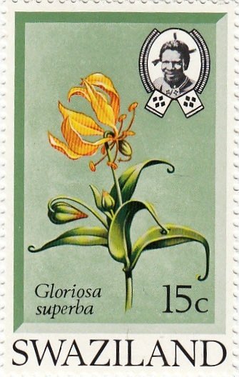 Gloriosa Superba
