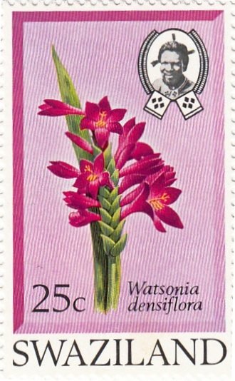 Watsonia Densiflora