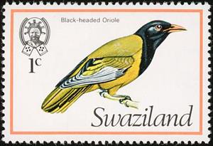 Stamp, Black-headed Oriole (Oriolus larvatus), Swaziland,  , Birds, Animals (Fauna)