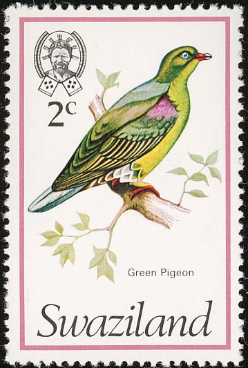 African Green-pigeon (Treron calva)