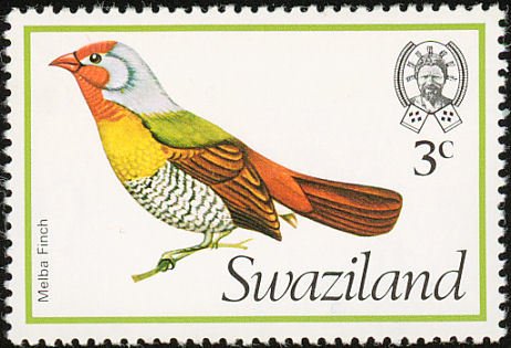 Green-winged Pytilia (Pytilia melba) 