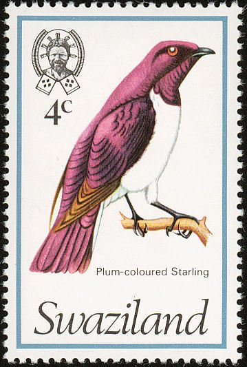 Violet-backed Starling (Cinnyricinclus leucogaster)