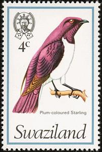 Stamp, Violet-backed Starling (Cinnyricinclus leucogaster), Swaziland,  , Birds, Animals (Fauna)