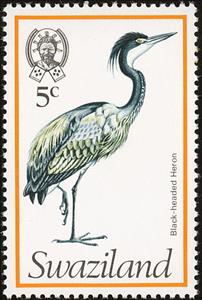 Stamp, Black-headed Heron (Ardea melanocephala), Swaziland,  , Birds, Animals (Fauna), Herons