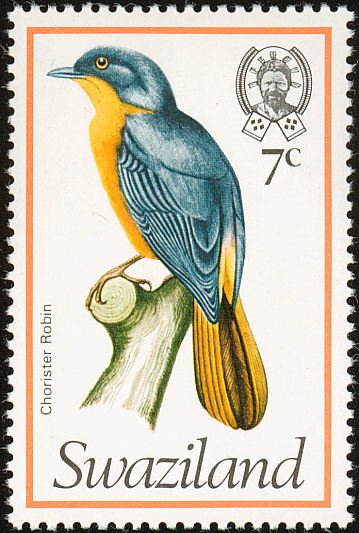 Chorister Robin-chat (Cossypha dichroa)
