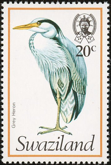 Grey Heron (Ardea cinerea)