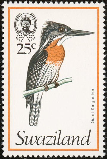 Giant Kingfisher (Megaceryle maxima)