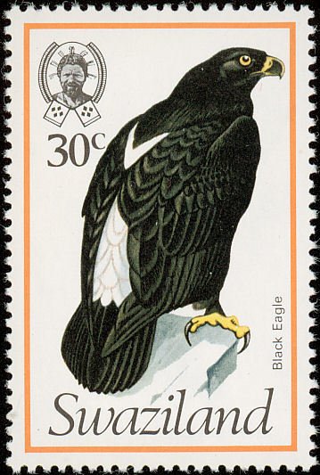 Verreaux's Eagle (Aquila verreauxii)