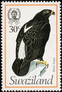 Stamp, Verreaux's Eagle (Aquila verreauxii), Swaziland,  , Birds, Birds of Prey, Eagles, Animals (Fauna)