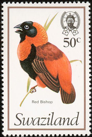 Southern Red Bishop (Euplectes oryx)
