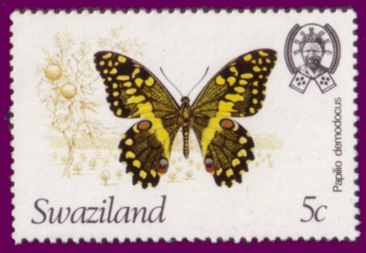 Citrus Swallowtail (Papilio demodocus)
