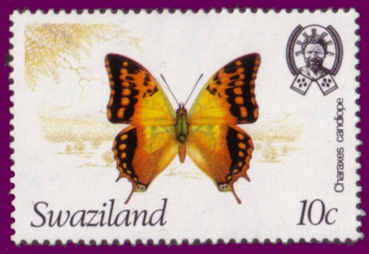 Green-veined Emperor (Charaxes candiope)