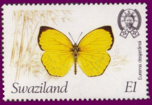Angled Grass Yellow (Eurema desjardinsii)