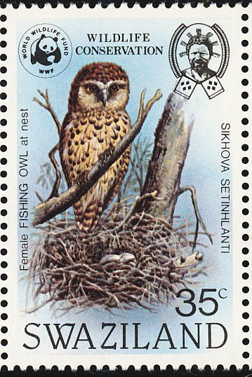 Pel's Fishing-owl (Scotopelia peli)