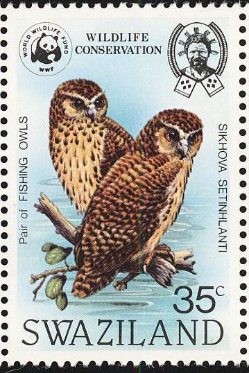 Pel's Fishing-owl (Scotopelia peli)