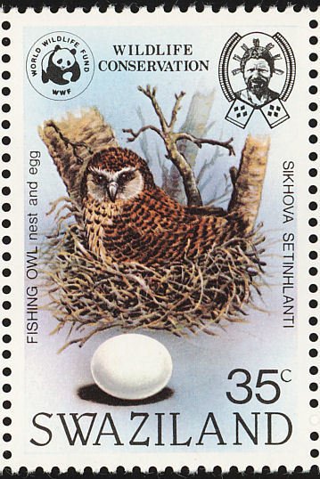 Pel's Fishing-owl (Scotopelia peli)