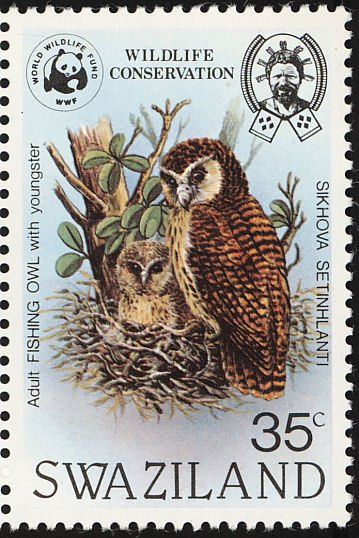 Pel's Fishing-owl (Scotopelia peli)