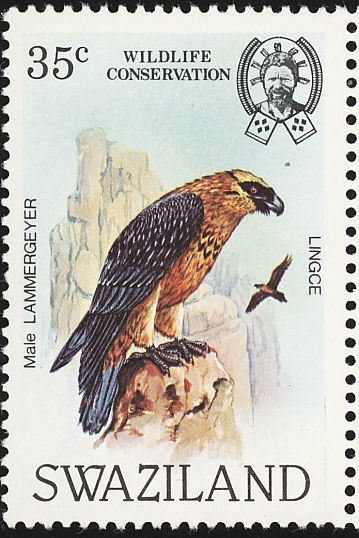 Bearded Vulture (Gypaetus barbatus)