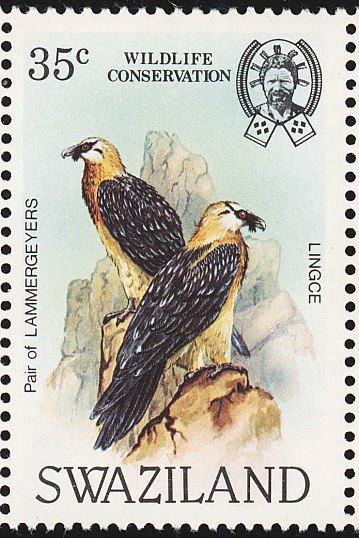 Bearded Vulture (Gypaetus barbatus)