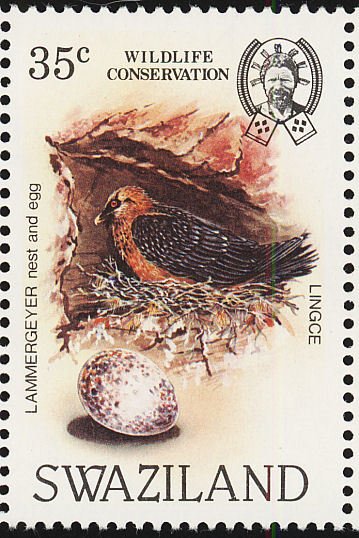 Bearded Vulture (Gypaetus barbatus)
