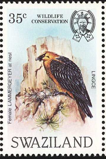 Bearded Vulture (Gypaetus barbatus)