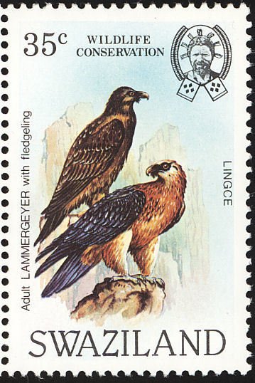 Bearded Vulture (Gypaetus barbatus)