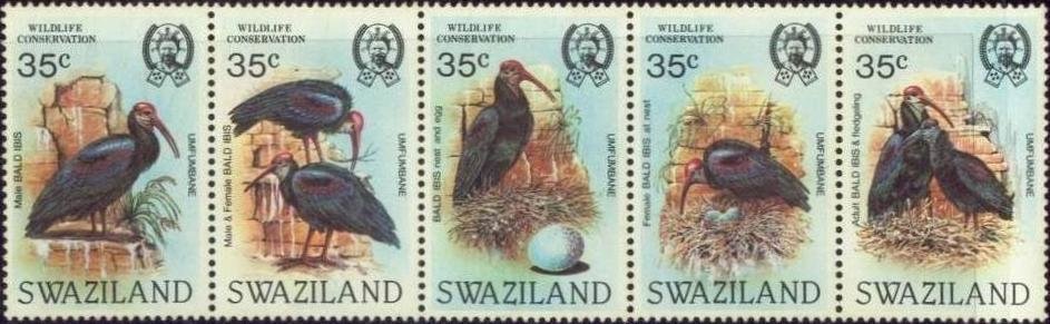 Se-tenant, Southern Bald Ibis (Geronticus calvus), Swaziland,  , Birds, Animals (Fauna)