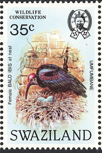 Southern Bald Ibis (Geronticus calvus)
