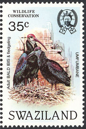 Southern Bald Ibis (Geronticus calvus)