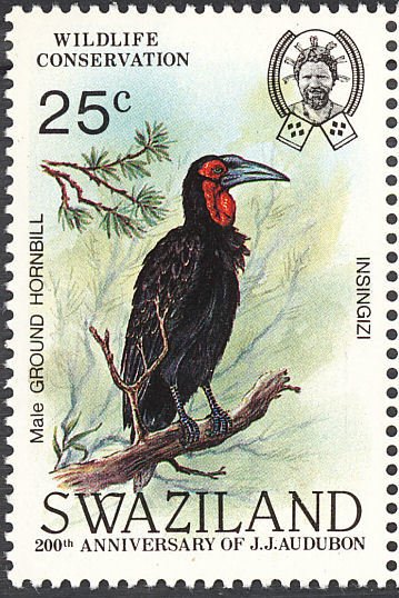 Southern Ground Hornbill (Bucorvus cafer)