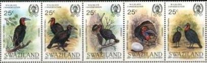 Southern Ground Hornbill (Bucorvus cafer)