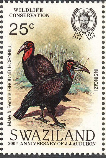 Southern Ground-hornbill (Bucorvus cafer)