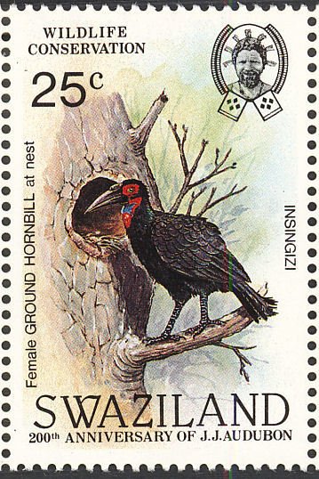 Southern Ground Hornbill (Bucorvus cafer)
