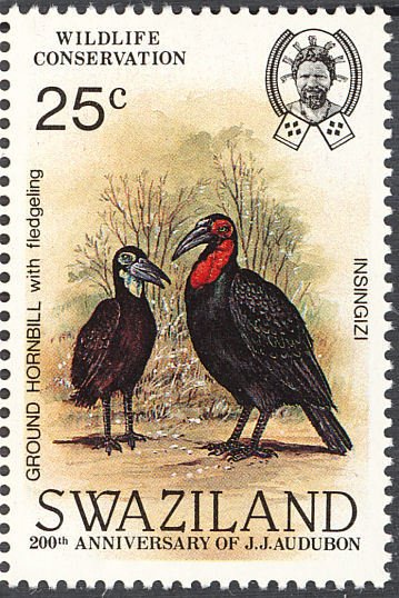 Southern Ground Hornbill (Bucorvus cafer)