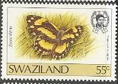 Zebra White (Pinacopteryx eriphia)